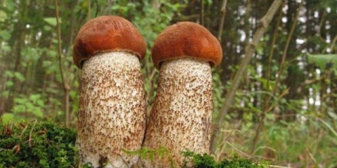 Lažni vrganj: kako prepoznati, fotografija i opis